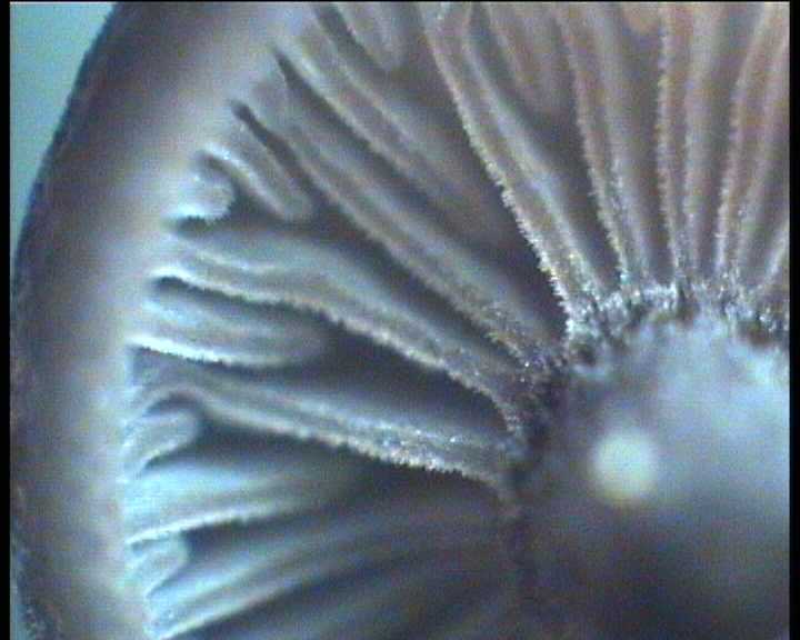 Hydropus marginellus   (Pers.:Fr.)  Singer